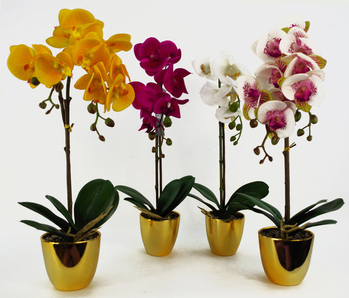 46cm Artificial Orchid Dark White / Gold