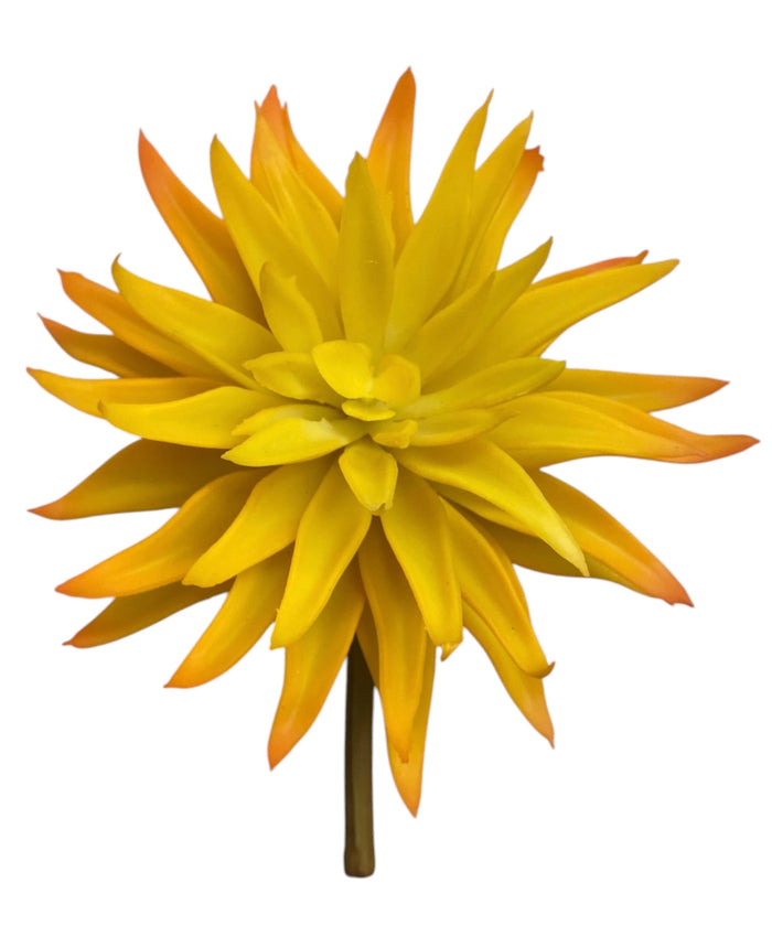 6'' Echeveria Pick ( SGS025-1087-Yellow )