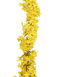 6' Star Lily Garland ( WG139-#10 Yellow )  AILE # 2