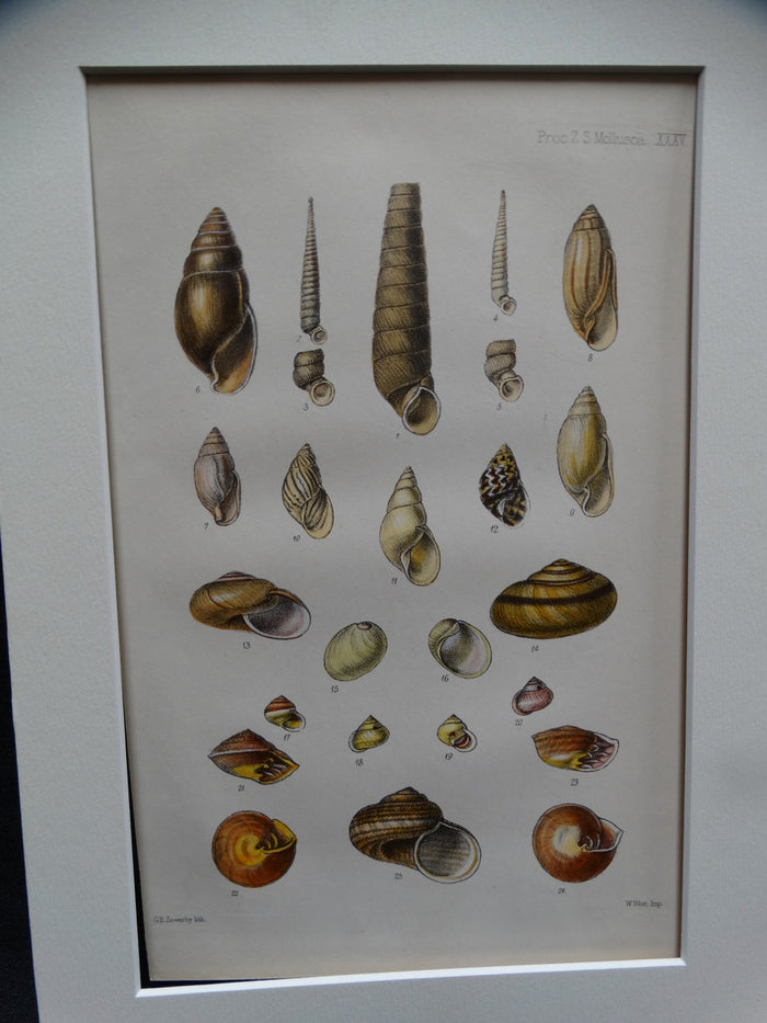 Audubon Society Print More Marvelous Molluscs
