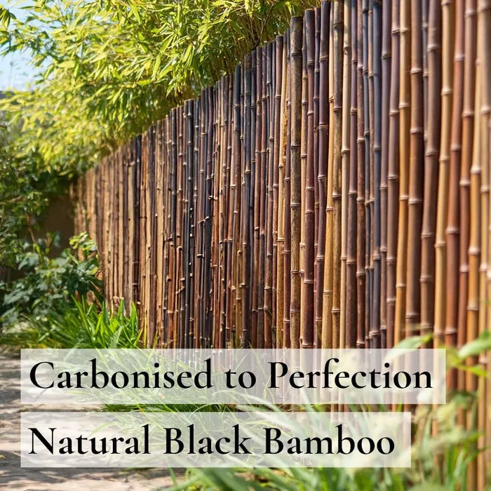 Black Premium 2-4cm Thick Bamboo Cane Fencing Screening Rolls