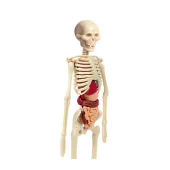 CLEMENTONI Science & Play – The Human Body
