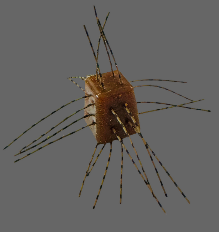 Motor oil- brown/black strands (No Salt)