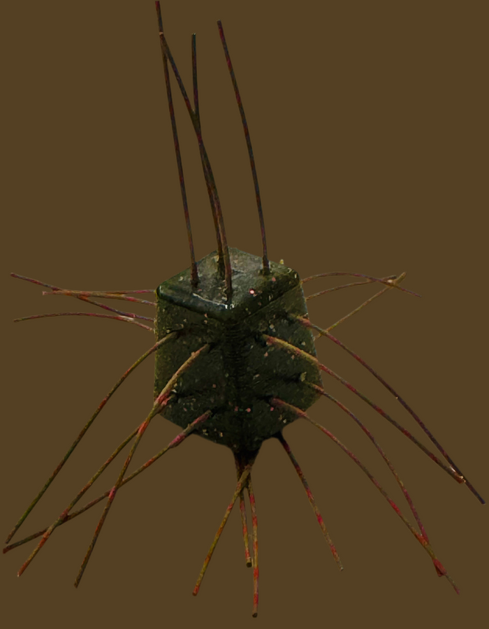 Green Pumpkin Grand Lake- brown/red  strands(No Salt)