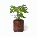Forest Bark Round Cylindrical Planter Pot (Large Size)