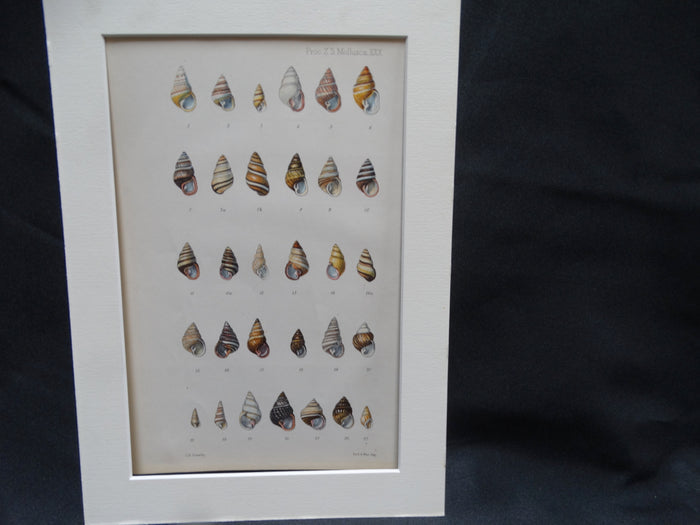 Mollusca Lithograph