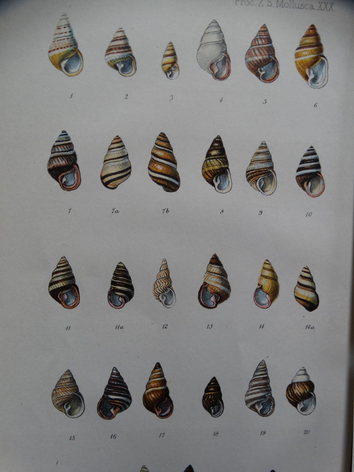 Mollusca Lithograph