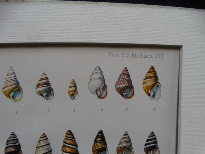 Mollusca Lithograph