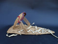 Native American Miniature Cradle Basket circa 1940s