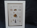 New Land and Marine Shells lithograph