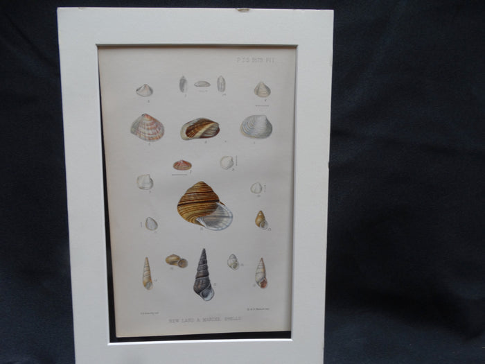 New Land and Marine Shells lithograph