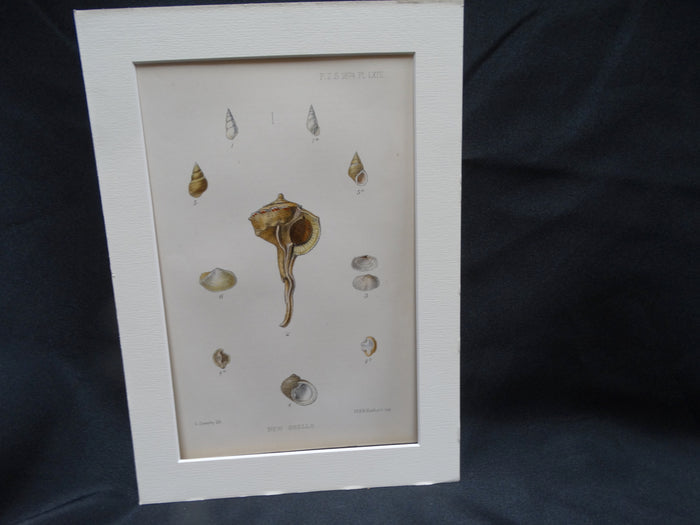 New Shells Lithograph