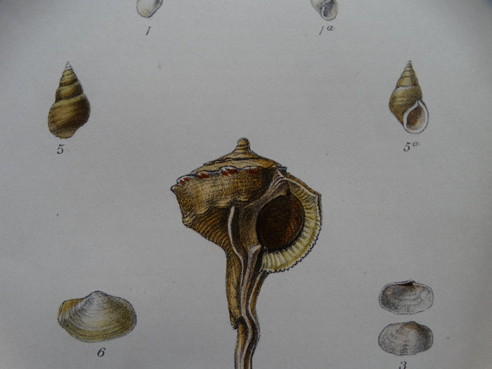New Shells Lithograph