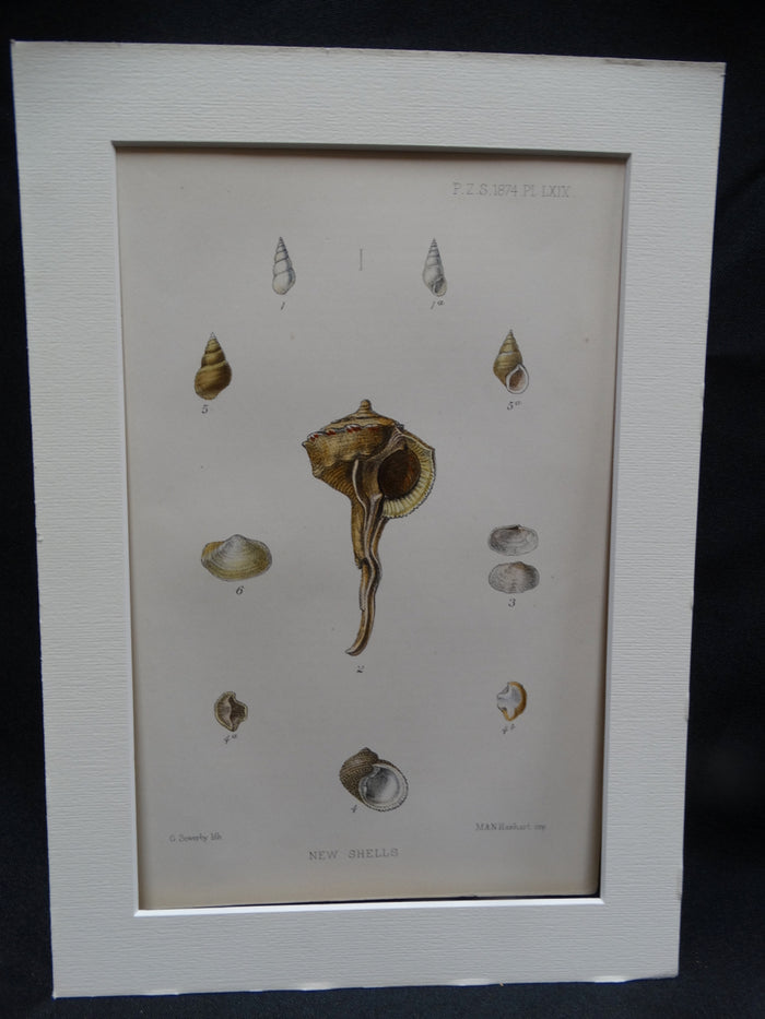 New Shells Lithograph