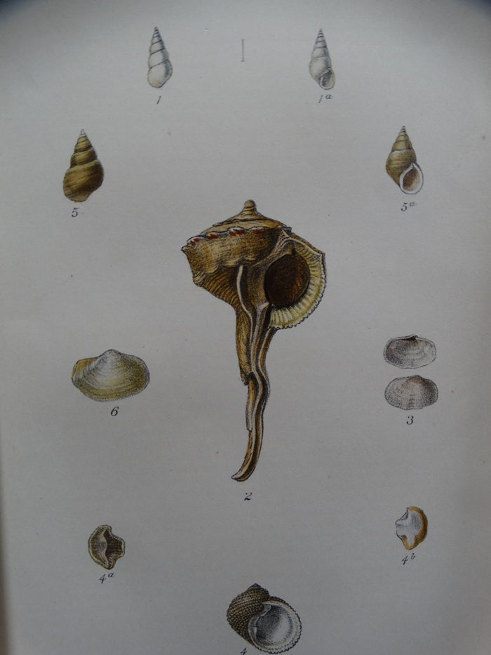 New Shells Lithograph