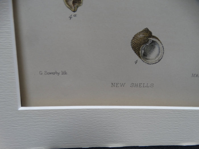 New Shells Lithograph