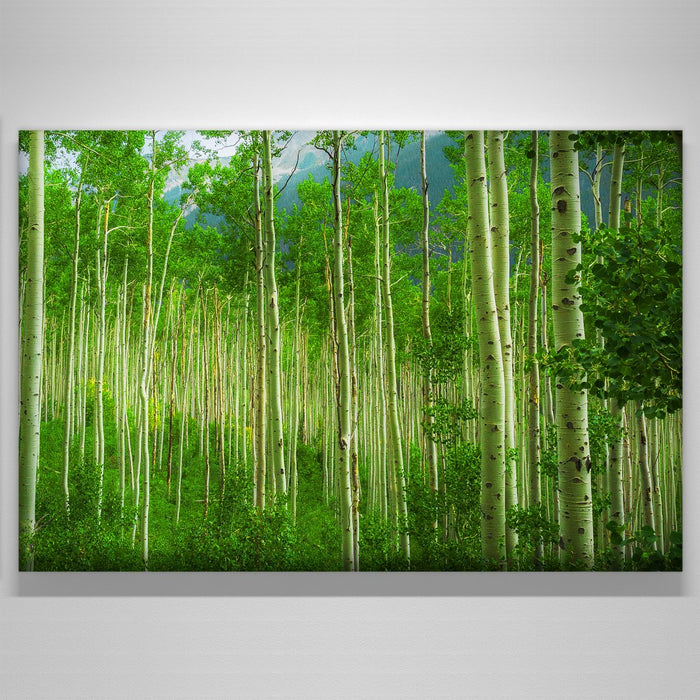 "pano"