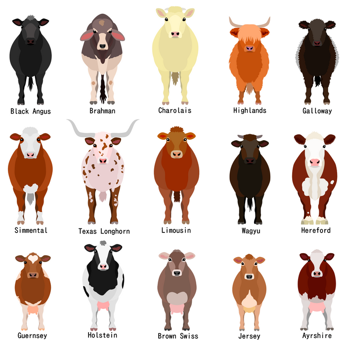 Personalized Cattle Shaker Ornament For Christmas - myfunfarm