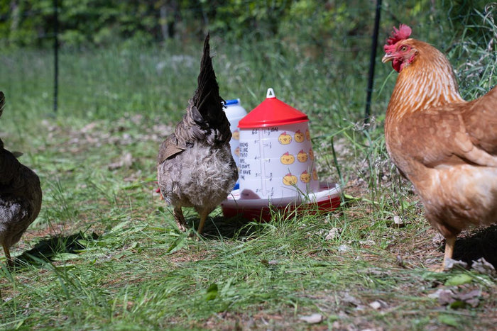 Strombergs Chicken Emoji Poultry Feeder 9 Lb