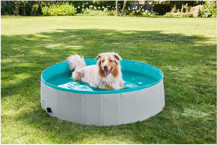 Zoofari Dog Pool